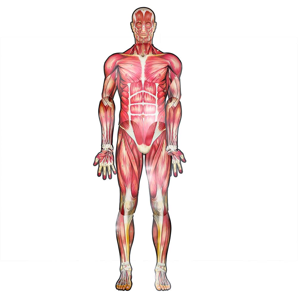 Músculos del Cuerpo Humano ARMADO de 165 Cm.